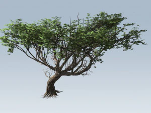 albero di acacia Modello 3D