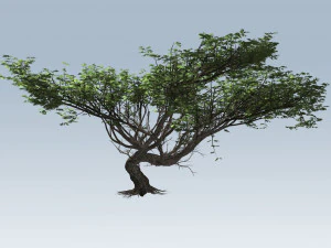 albero di acacia Modello 3D