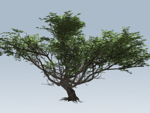 acacia tree Model 3D