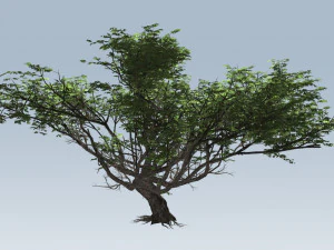 albero di acacia Modello 3D