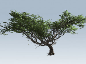 acacia tree Model 3D