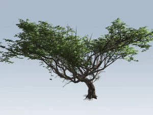 albero di acacia Modello 3D