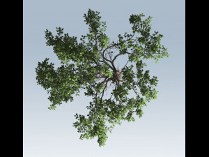 acacia tree Model 3D