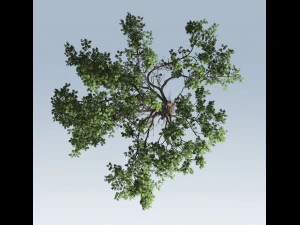 albero di acacia Modello 3D