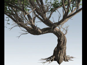 albero di acacia Modello 3D