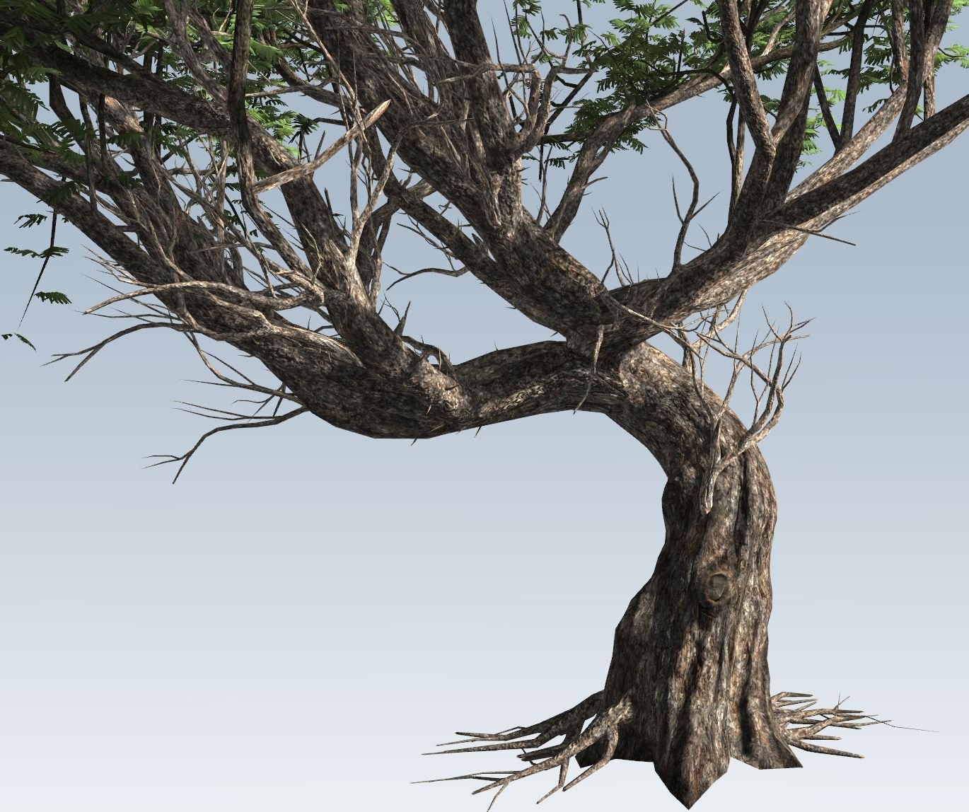 acacia tree Modele 3D. 