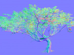 acacia tree Model 3D