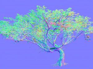 albero di acacia Modello 3D