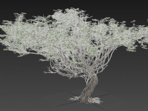 acacia tree Model 3D