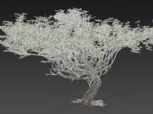 albero di acacia Modello 3D