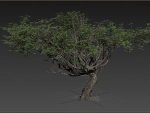 albero di acacia Modello 3D