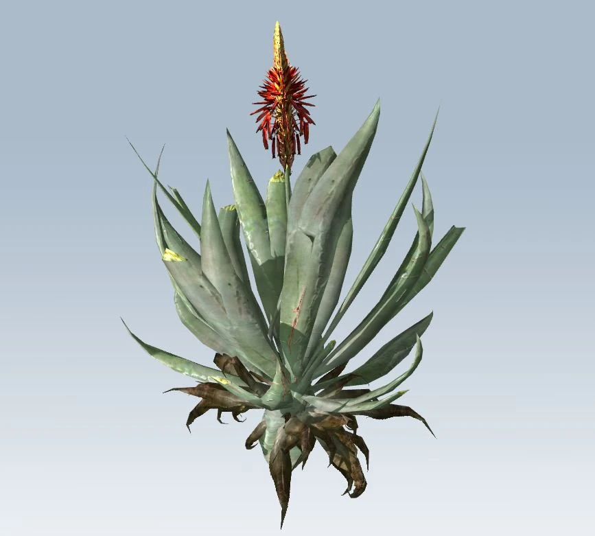 aloe vera 3D Model .c4d .max .obj .3ds .fbx .stl .blend 