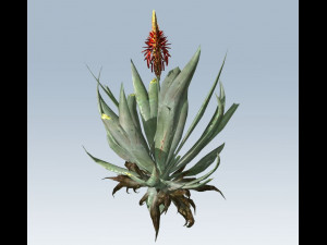 aloe vera 3D Model