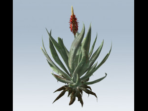 aloe vera 3D-Modell