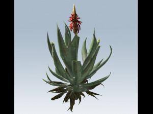 aloe vera 3D-Modell