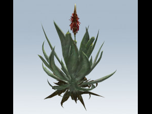 aloe vera 3D-Modell