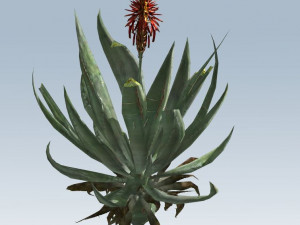 aloe vera 3D-Modell