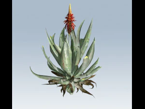 aloe vera 3D Model