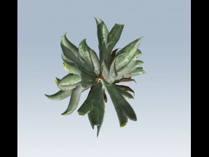 aloe vera 3D-Modell