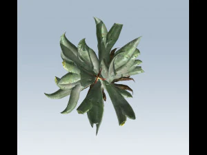 aloe vera 3D Model