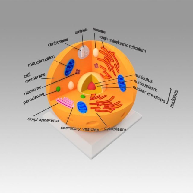 animal cell 3D Model .c4d .max .obj .3ds .fbx .stl .blend 