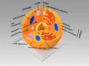 animal cell 3Dモデル