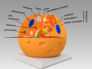 animal cell 3D Model
