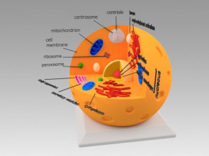 animal cell 3D Model