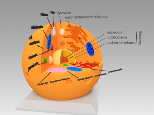 animal cell 3D Model