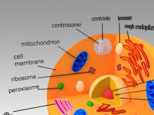 animal cell 3D Model