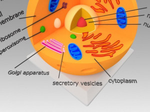 animal cell 3D Model
