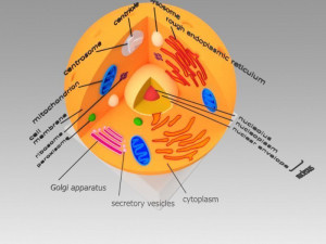 animal cell 3D Model