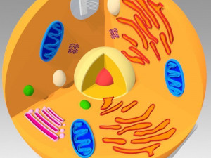 animal cell 3D Model