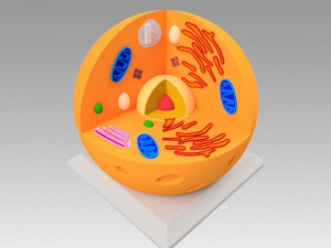animal cell 3D Model