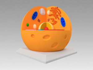 animal cell 3D Model