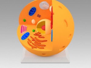 animal cell 3D Model