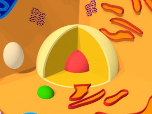 animal cell 3D Model