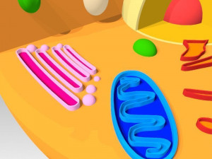 animal cell 3D Model