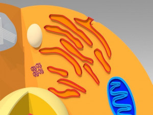 animal cell 3D Model