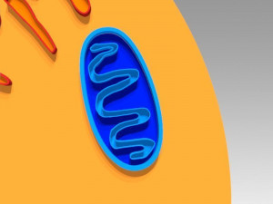animal cell 3D Model
