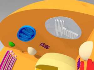 animal cell 3D Model
