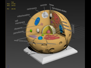 animal cell 3D Model
