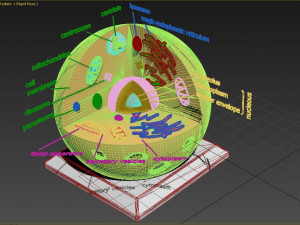 animal cell 3D Model