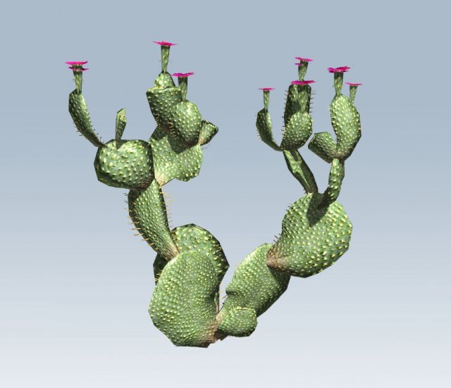 cactus 3D Model .c4d .max .obj .3ds .fbx .stl .blend 