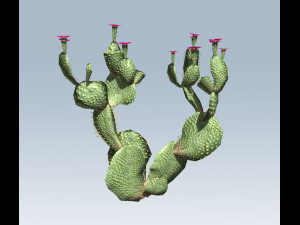 cactus 3D-Modell