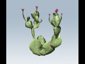 cactus 3D Model