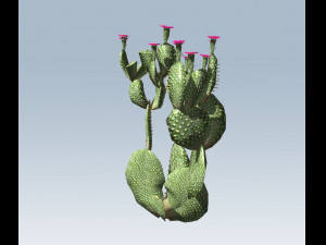 cactus 3D Model