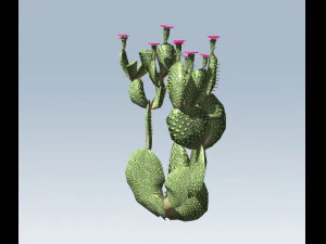cactus 3D Model
