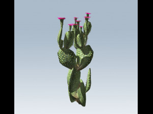 cactus 3D Model