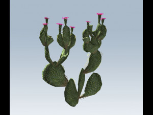 cactus 3D Model